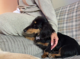 Longhaired miniature Dachund male
