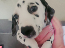 Gorgeous dalmatians ready now