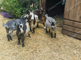 Pure pygmy goats for sale