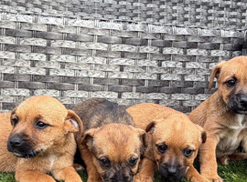 9 weeks old border terrier x jack Russell's pups