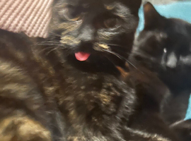 girl cat