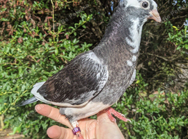 Hand tame pigeon!