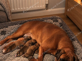 Natural bobtail Boxer puppies