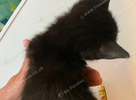 Kittens for sale