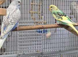 Violet/ pied baby budgies