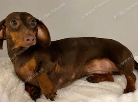 Dachshund Chocolate & Tan Female
