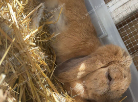 Rabbit for rehoming
