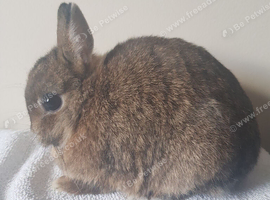Adult Netherland Dwarf  Doe