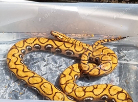 Brazilian rainbow boa