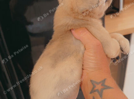 French bulldog x pug