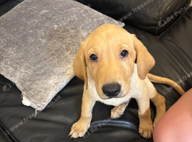 13 week old male