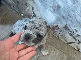 French bulldog