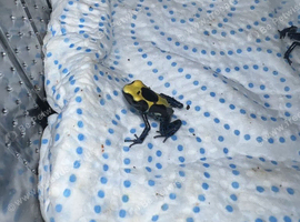 French Guyana dart froglets
