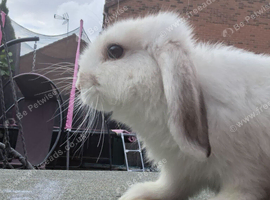 Mixed blanc de hotot /dwarf