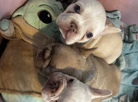 Homebred French bulldog litter