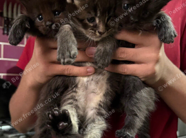 Maine Coone kittens