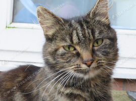 Female Cat for sale