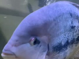 . Sovereign cichlid.