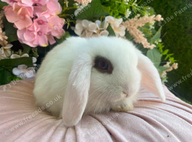 Mini lops