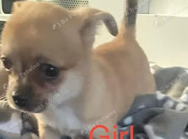Cute puppies for sale