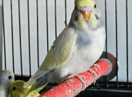 Budgies