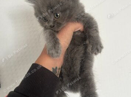 British long haired male ready to leave
