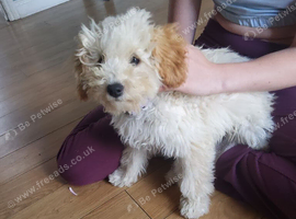 Female cockpoo