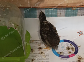 Tiny Button Quail 2 x BOY MALES Young Brother's in a darker natural grey and black tones x 2 birds for &pound;6