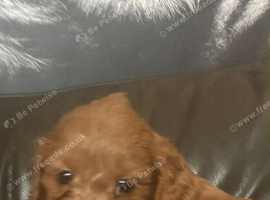 1 girl available Stunning Cavapoo puppies