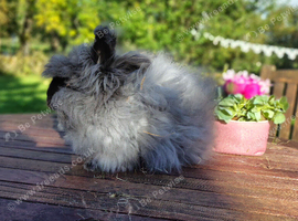 English Angora Rabbit Gentle Nature Buck