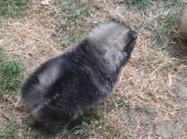 Pomeranian puppies ready 26th Aug