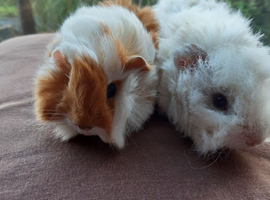 2 bonded guineapig boys