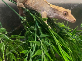 Females crested geckos and exo terra