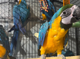 Blue and gold macaws
