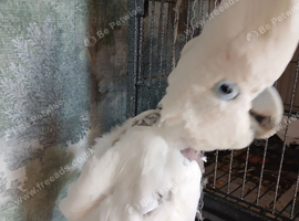 Cockatoo