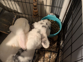 2 mini loop rabbits