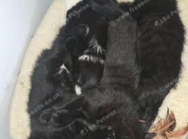 4 nebulung x moggy kittens