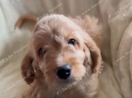 Absolutley gorgeous Cockapoo x puppies