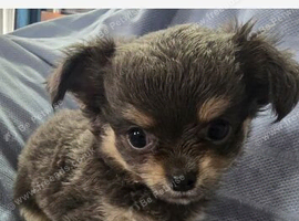 Chihuahua puppies