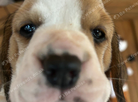 top world, champion,pedigree, lines, Beagle puppies