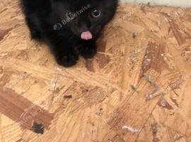 Farm kittens