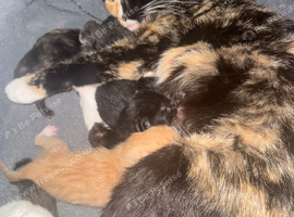 4 beautiful kittens for sale