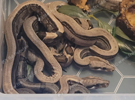 Baby motley boas
