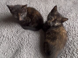 1 female-10 weeks old available...no time wasters..