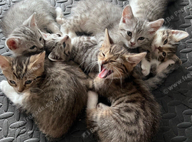 Adorable 10 Week Old Fluffy Domestic Shorthairs