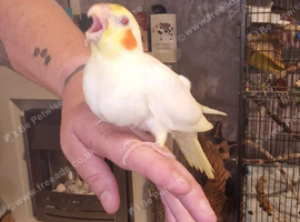 Hand reared baby Cockatiels
