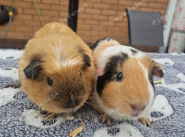 Two beautiful sows for sale !
