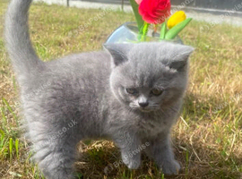 2 British Shorthair girl kittens for sale