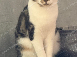 Cat female 15 months