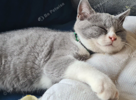 British shorthair 2 BOYS LEFT